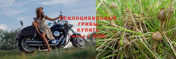 стаф Богданович